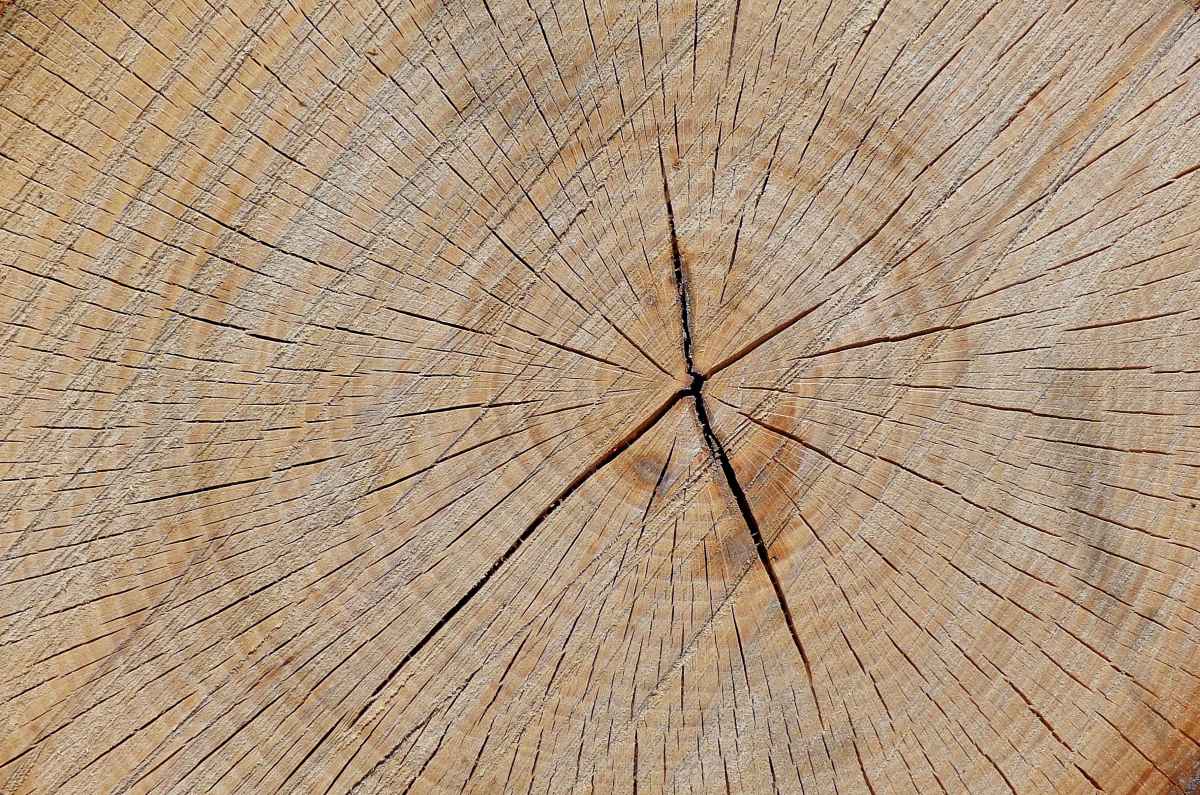  picture of tree stump